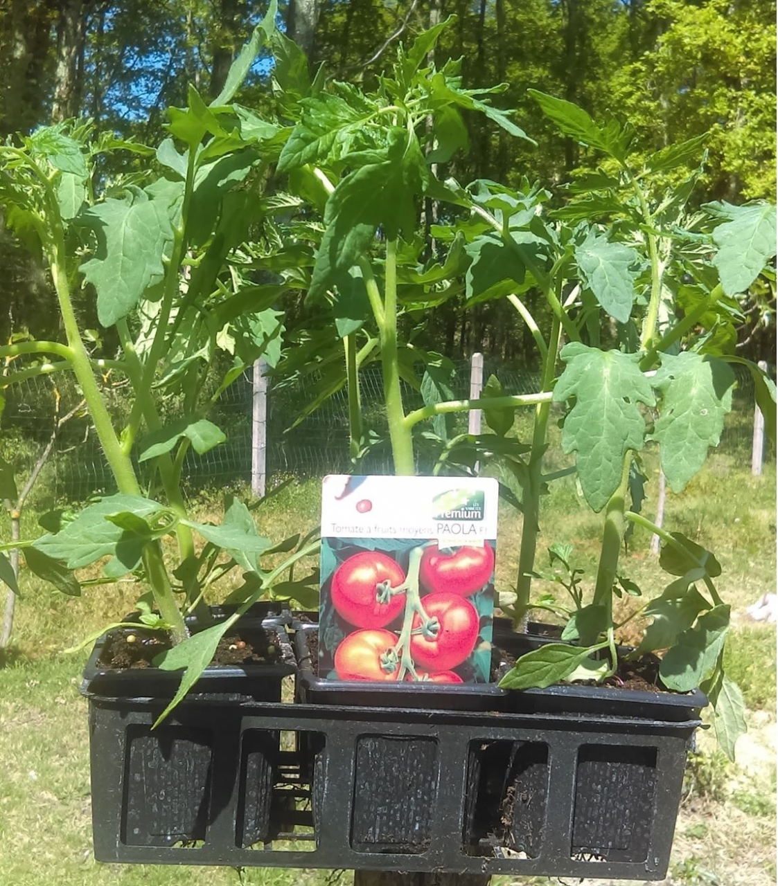 Plant Tomate Paola Barquette God U La Musette Pause Nature