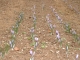Safran Du Terroir Tarnais - image 2