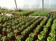 La Serre Aux Aromates - image 2