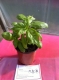 La Serre Aux Aromates - image 4