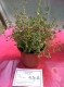La Serre Aux Aromates - image 6
