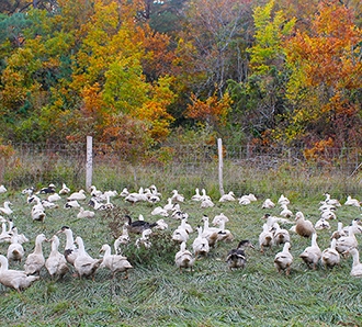 Graisse de canard (½ litre)