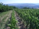 Domaine Madelin-petit - image 3
