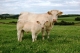 La Boîte à Boeuf - image 1