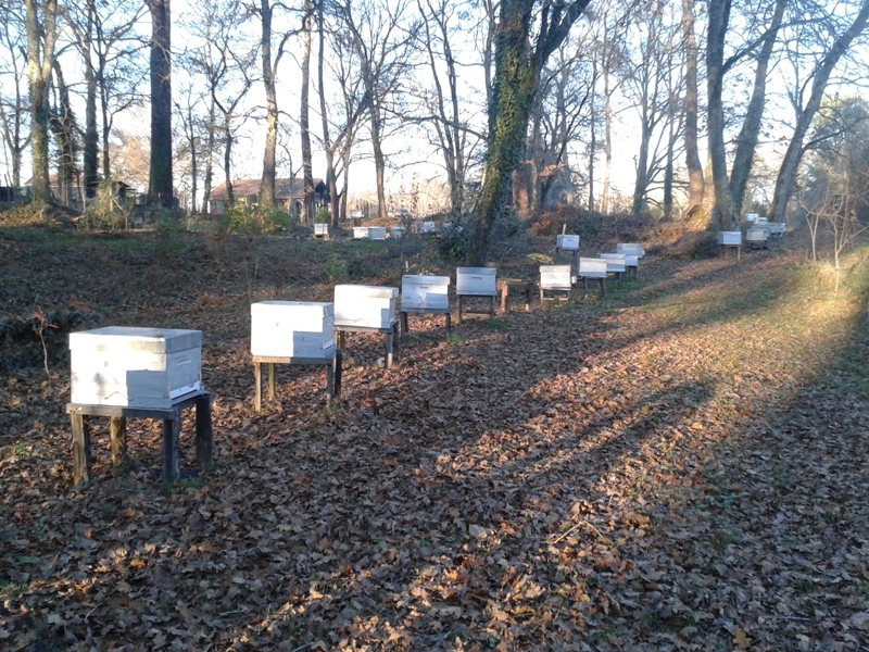 Propolis brute à Macher - Directement issue de la ruche - Antibiotique  naturel