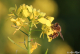 Bee Elsass - image 2