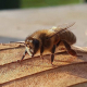 Bee Elsass - image 4