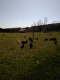 Les Poulettes De La Calvette - image 1