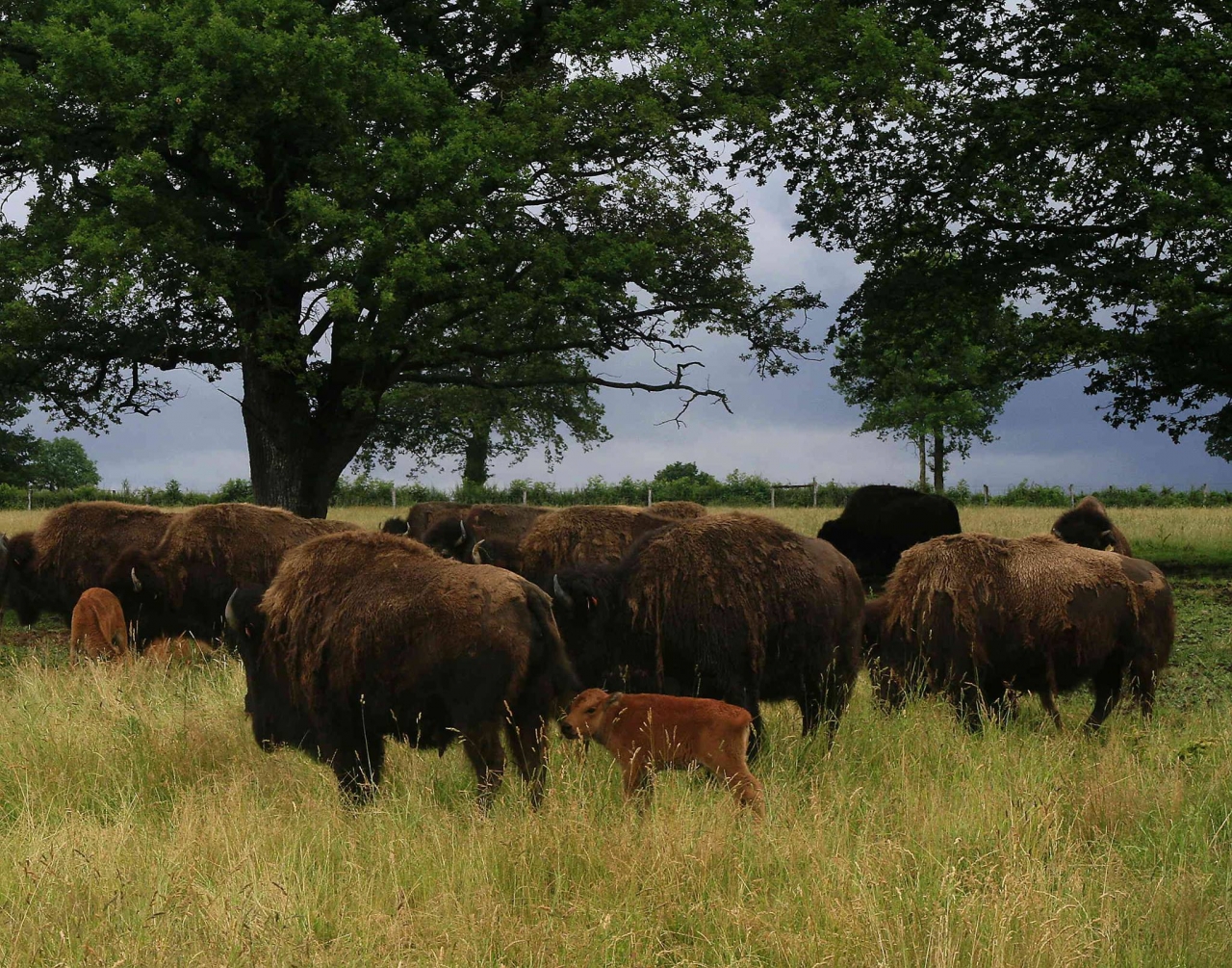 Viande séchée 100% bison tranchée - 100 g - Bisons D'auvergne 