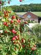 Champagne Ol Lassaigne/ferme Des Charmes - image 3