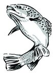 Logo Eau Doubs Poissons