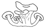 Logo Champimignon Earl Depretto