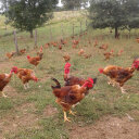 Logo La Ferme Des Trois Poucets