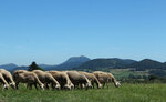 Logo Ferme Vialette