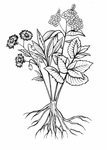 Logo L'enracinée