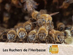Logo Les Ruchers De L'herbasse