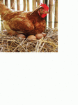 Logo Oeufs Lhuissier