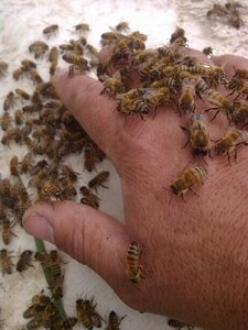 Logo Le Nectar De L'abeille 