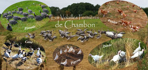 Logo Les Volailles Fermières De Chambon