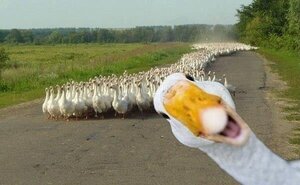 Logo Les Canards Gourmands