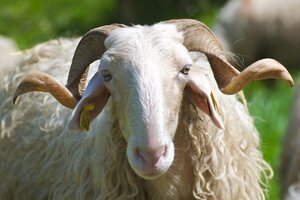 Logo Ferme Bordazarre