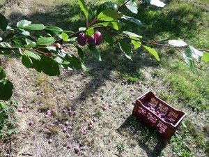 Logo La Ferme Des Fruits Secs 47 (favre M-h.)
