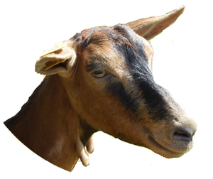Logo Earl De Montriveau