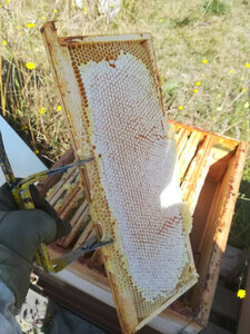 Logo Jo & Raf Fondrevert Apiculture