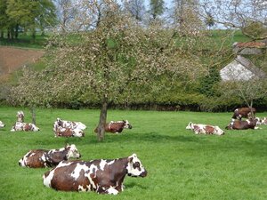 Logo La ferme des hirondelles