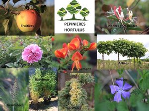 Logo Pépinières Hortulus