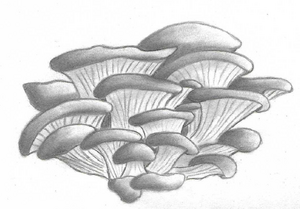 Logo Aux Pleurotes Des Trémeurs
