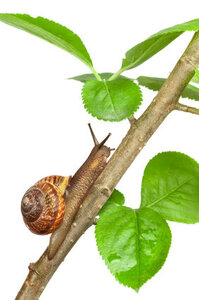 Logo Gaec L'escar'pade