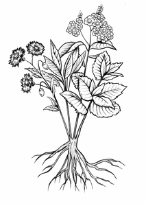 Logo L'enracinée