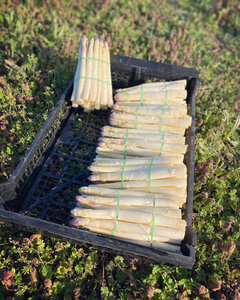 Logo Les Asperges Du Grand Chemin