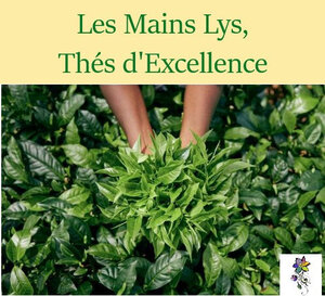 Logo Les Mains Lys
