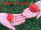 Logo Fraises Et Cerises