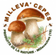 Logo Milleva' Cèpes
