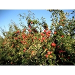 Logo Les Vergers Du Coteau