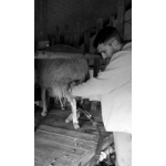 Logo Brebis Des Prés