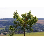 Logo Ferme Bio Du Mont Saint Benoit