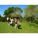 Logo Fromagerie De Brengoulou / Gaec Ar Wezenn Dero