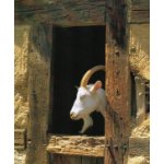 Logo Les chèvres de Madame Oudin 