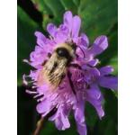 Logo La Vallée Des Abeilles