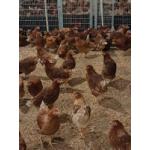 Logo Vaness Et Ses Glousseuses