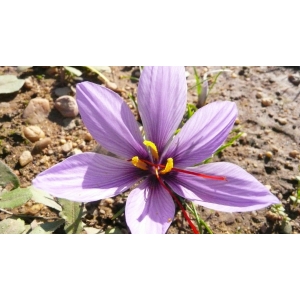 Les P'tites Brindilles