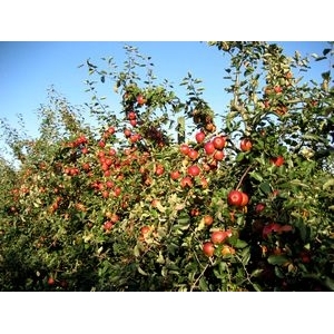 Les Vergers Du Coteau