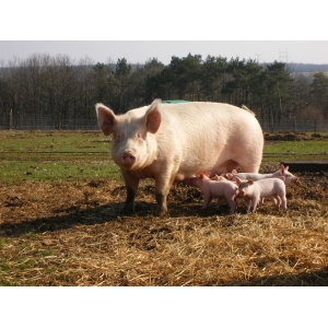 Earl De La Creusotte