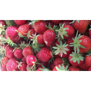 Les Jardins Du Mas De Graves