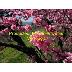 Les Vergers Bio De Vertougit