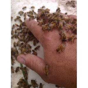 Le Nectar De L'abeille 